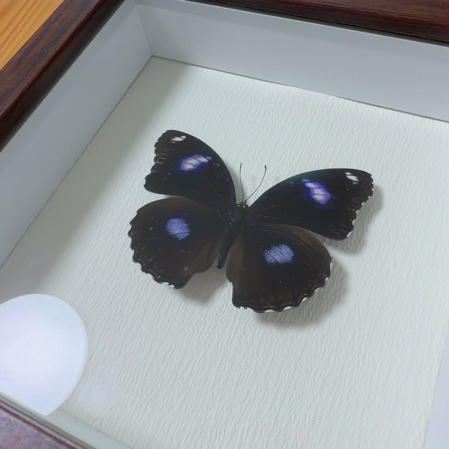 Hypolimnas bolina male Handmade Butterfly Specimen Frame