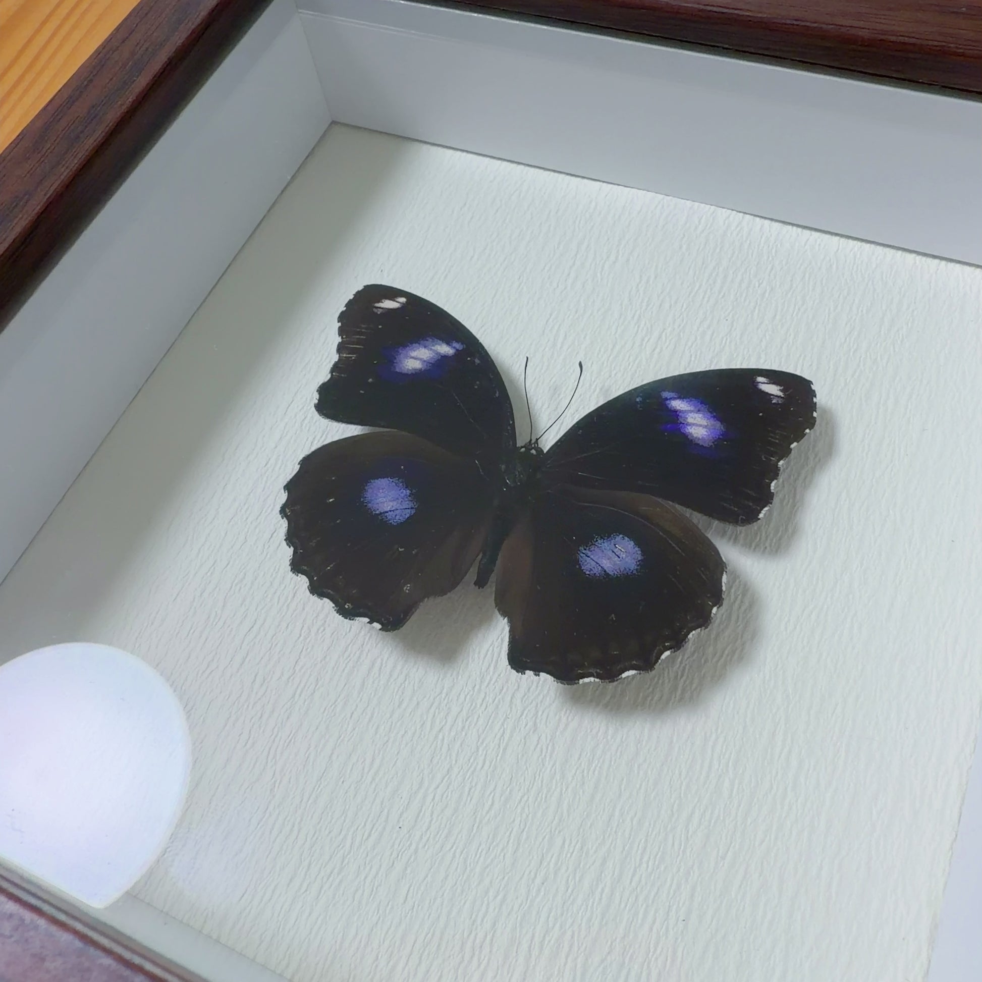 Hypolimnas bolina male Handmade Butterfly Specimen Frame