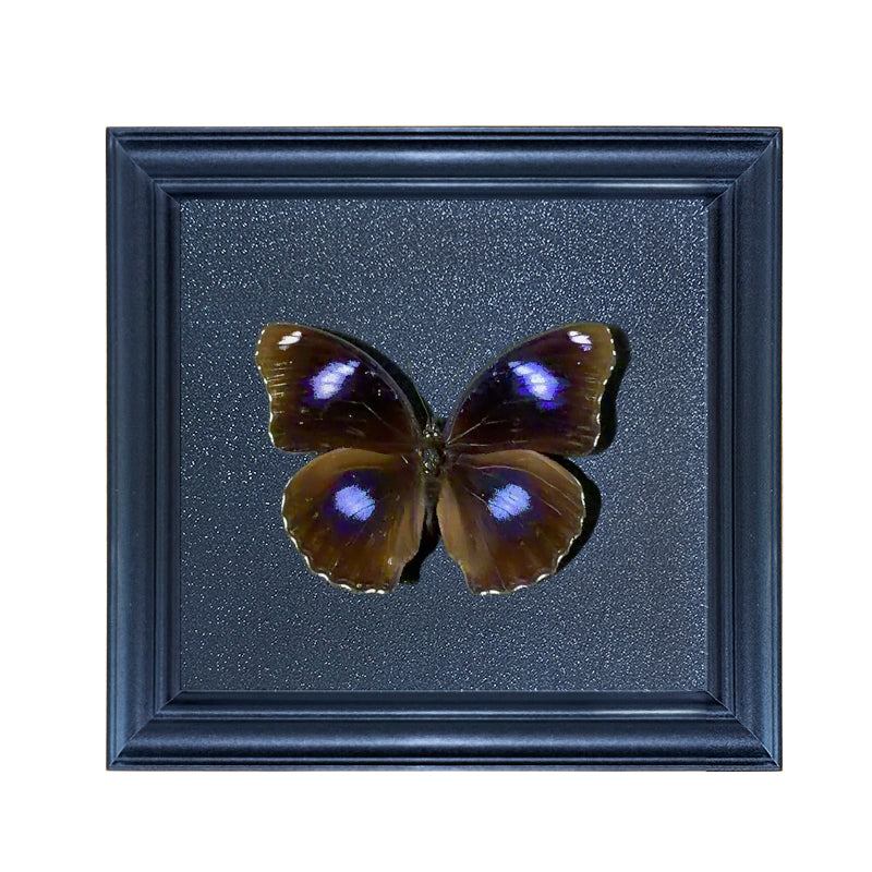Hypolimnas bolina,male Handmade Butterfly Specimen Frame