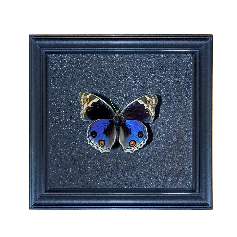Junonia orithya Handmade Butterfly Specimen Frame