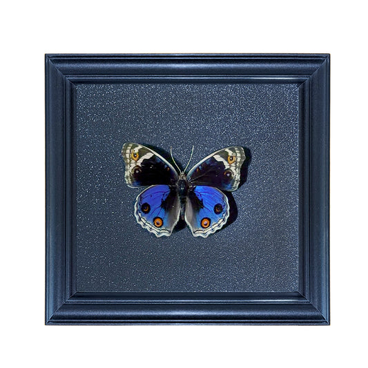 Junonia orithya Handmade Butterfly Specimen Frame