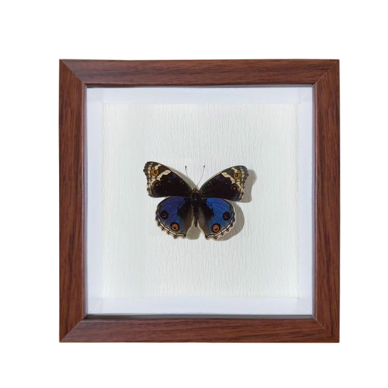 Junonia orithya Handmade Butterfly Specimen Frame