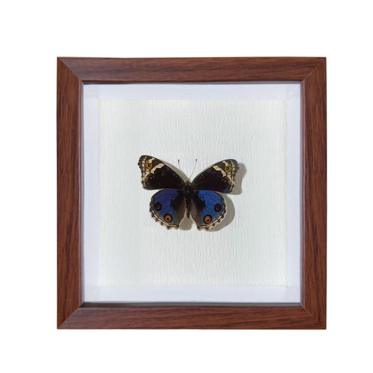 Junonia orithya Handmade Butterfly Specimen Frame