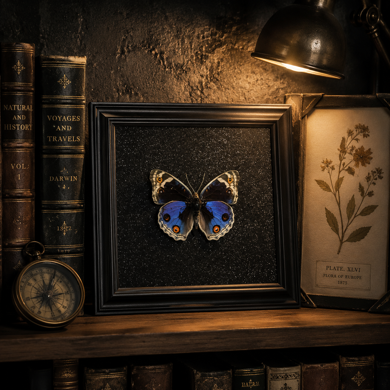 Junonia orithya Handmade Butterfly Specimen Frame Vintage Collection Home Decoration