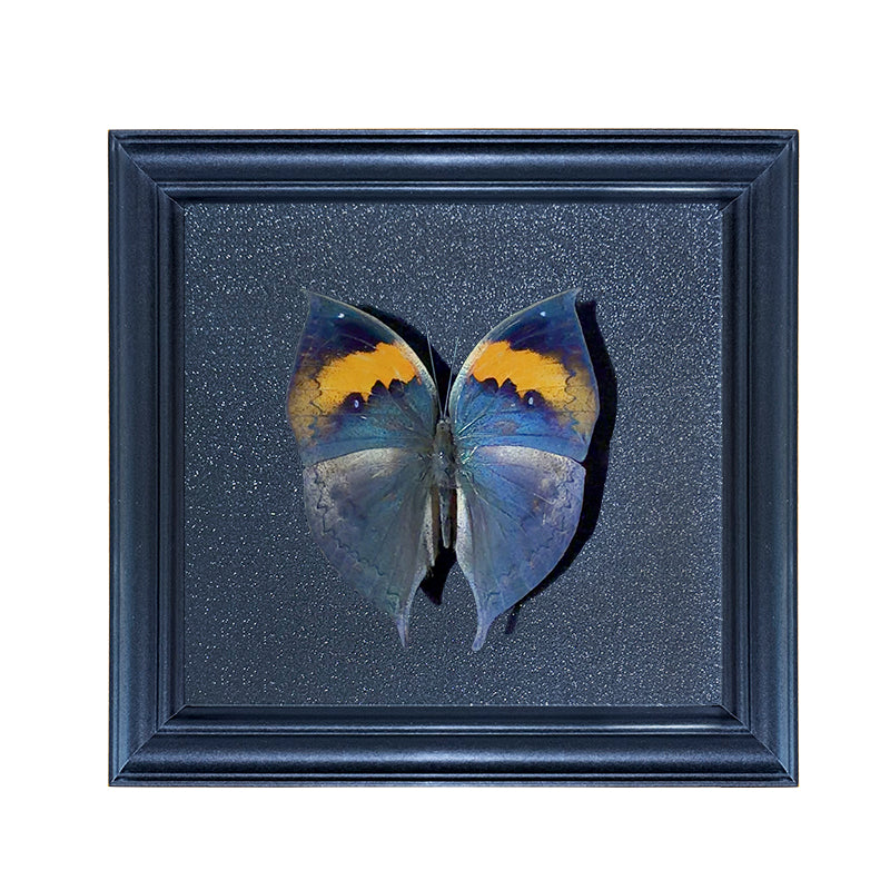 Kallima inachus Handmade Butterfly Specimen Frame