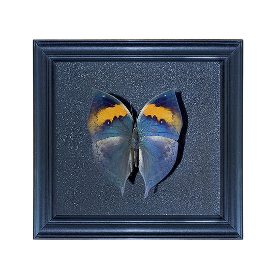 Kallima inachus Handmade Butterfly Specimen Frame