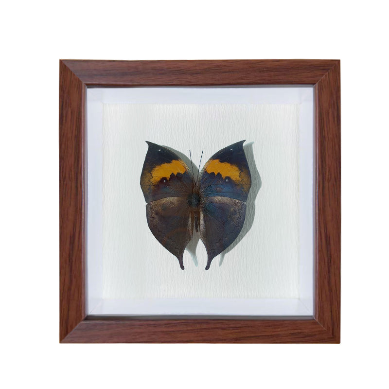 Kallima inachus Handmade Butterfly Specimen Frame