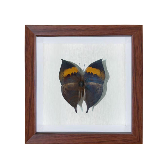 Kallima inachus Handmade Butterfly Specimen Frame