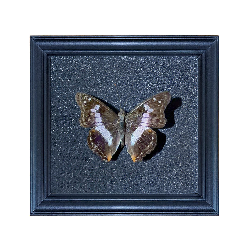 Mimathyma ambica Handmade Butterfly Specimen Frame