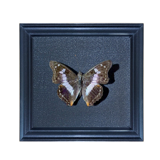 Mimathyma ambica Handmade Butterfly Specimen Frame