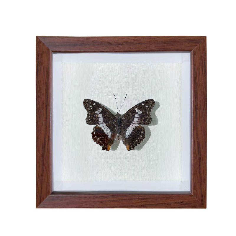 Mimathyma ambica Handmade Butterfly Specimen Frame