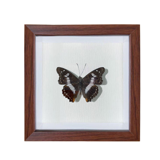 Mimathyma ambica Handmade Butterfly Specimen Frame