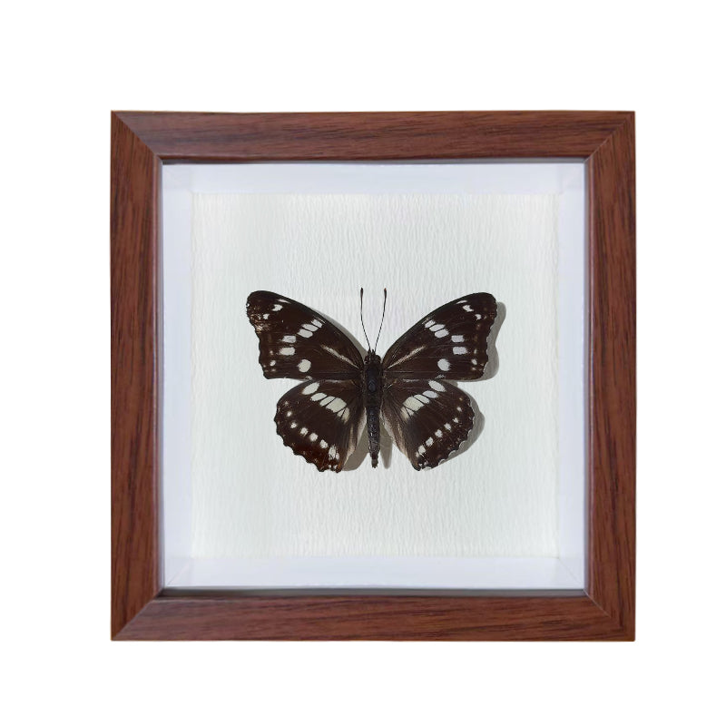 Mimathyma nycteis Handmade Butterfly Specimen Frame