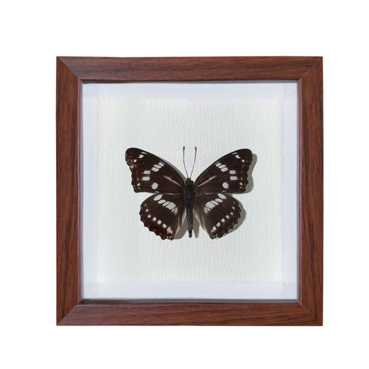 Mimathyma nycteis Handmade Butterfly Specimen Frame