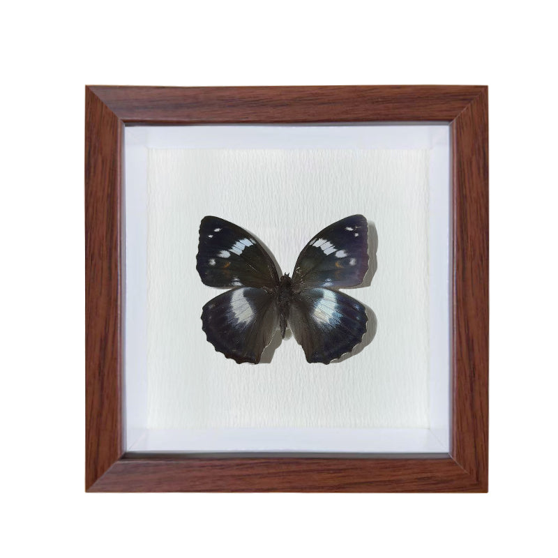 Mimathyma schrenckii Handmade Butterfly Specimen Frame