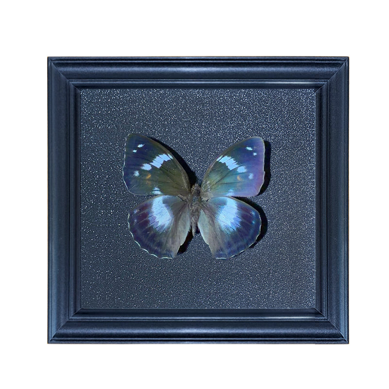 Mimathyma schrenckii Handmade Butterfly Specimen Frame