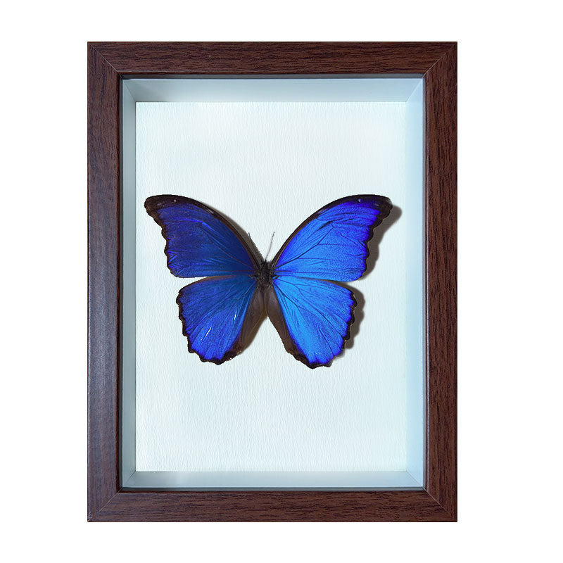 Morpho menelaus Handmade Butterfly Specimen Frame