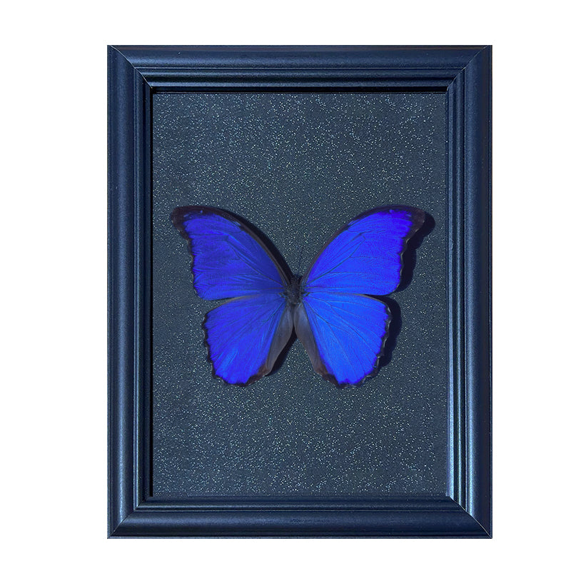 Morpho menelaus Handmade Butterfly Specimen Frame