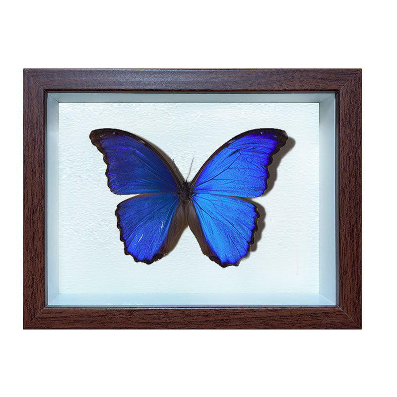 Morpho menelaus Handmade Butterfly Specimen Frame