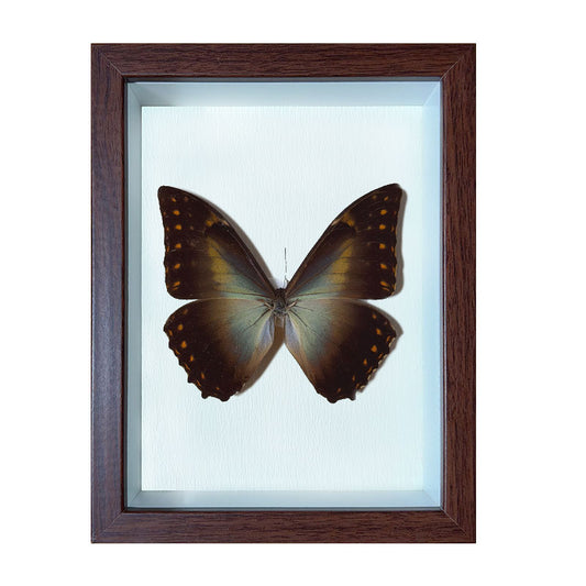 Morpho telemachus Handmade Butterfly Specimen Frame
