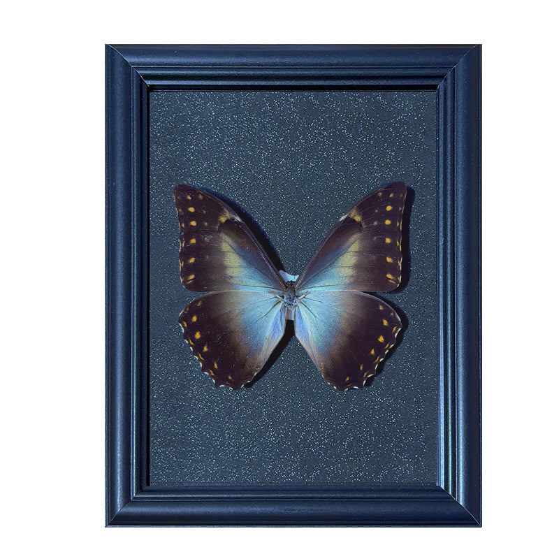 Morpho telemachus Handmade Butterfly Specimen Frame