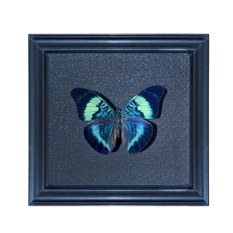 Panacea prola Handmade Butterfly Specimen Frame