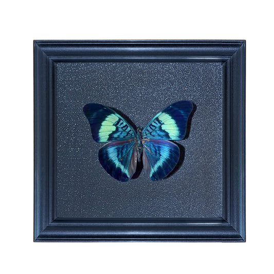 Panacea prola Handmade Butterfly Specimen Frame
