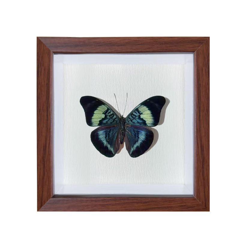 Panacea prola Handmade Butterfly Specimen Frame