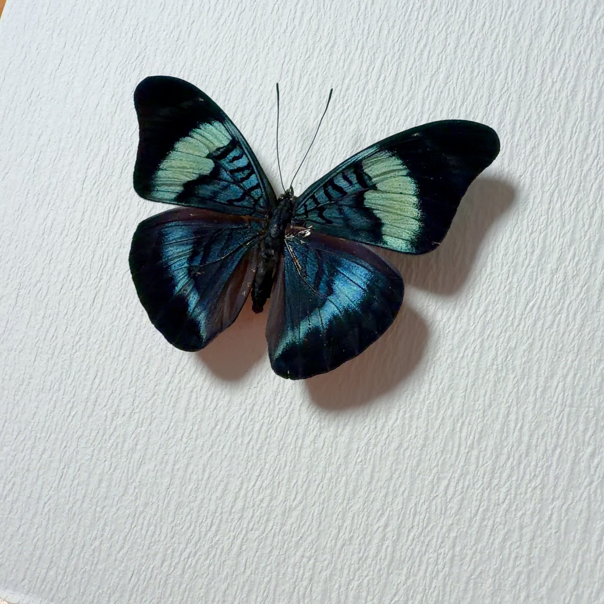 Panacea prola Handmade Butterfly Specimen Frame