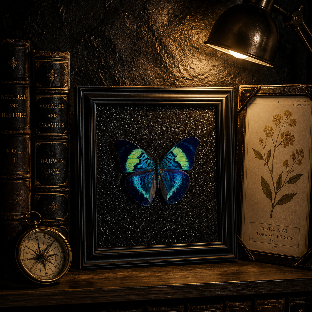Panacea prola Handmade Butterfly Specimen Frame Vintage Collection Home Decoration