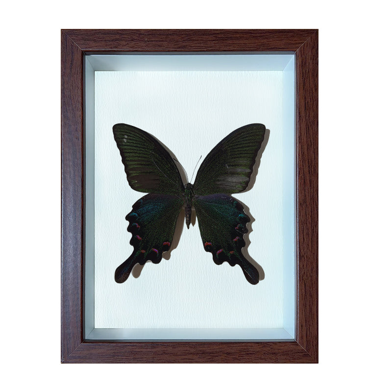 Papilio bianor Handmade Butterfly Specimen Frame