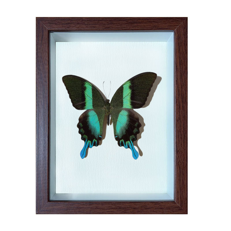 Papilio blumei Handmade Butterfly Specimen Frame