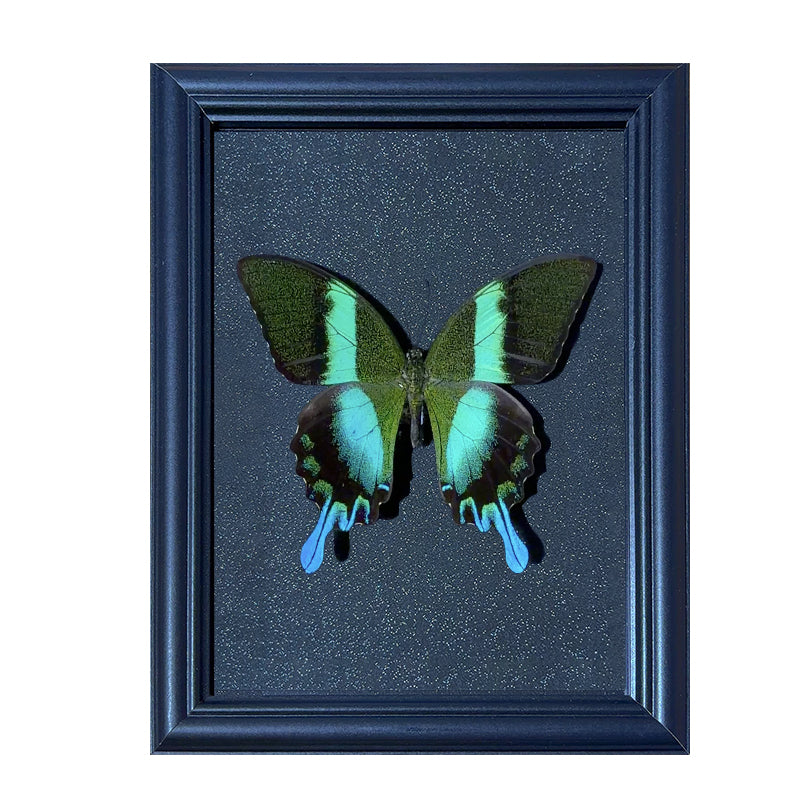 Papilio blumei Handmade Butterfly Specimen Frame