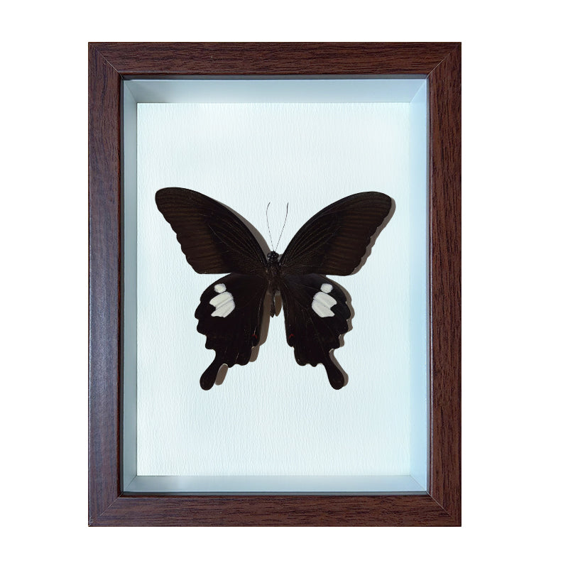 Papilio helenus Handmade Butterfly Specimen Frame