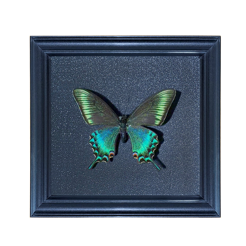 Papilio maackii spring Handmade Butterfly Specimen Frame