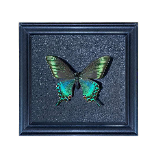 Papilio maackii spring Handmade Butterfly Specimen Frame