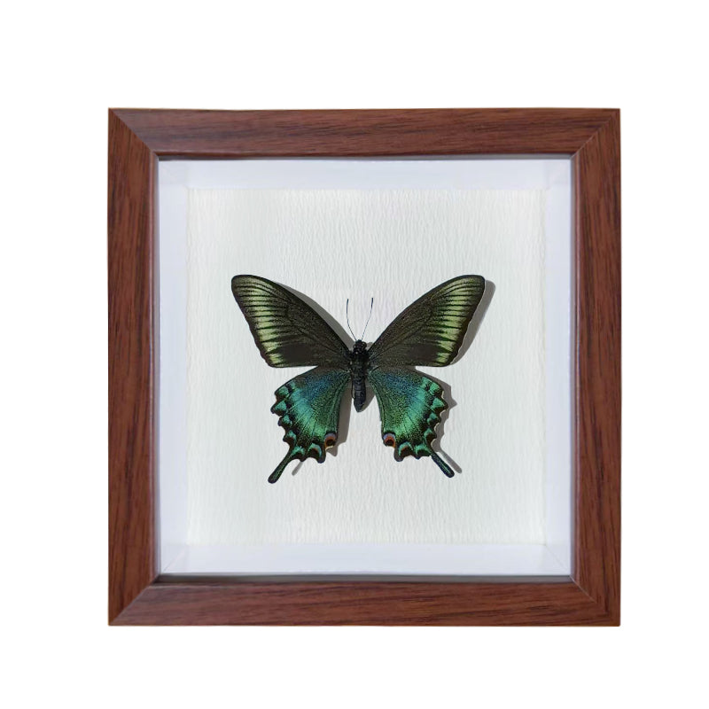 Papilio maackii spring Handmade Butterfly Specimen Frame