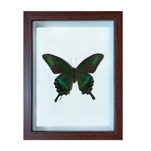 Papilio maackii summer Handmade Butterfly Specimen Frame