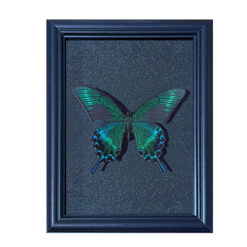 Papilio maackii summer Handmade Butterfly Specimen Frame