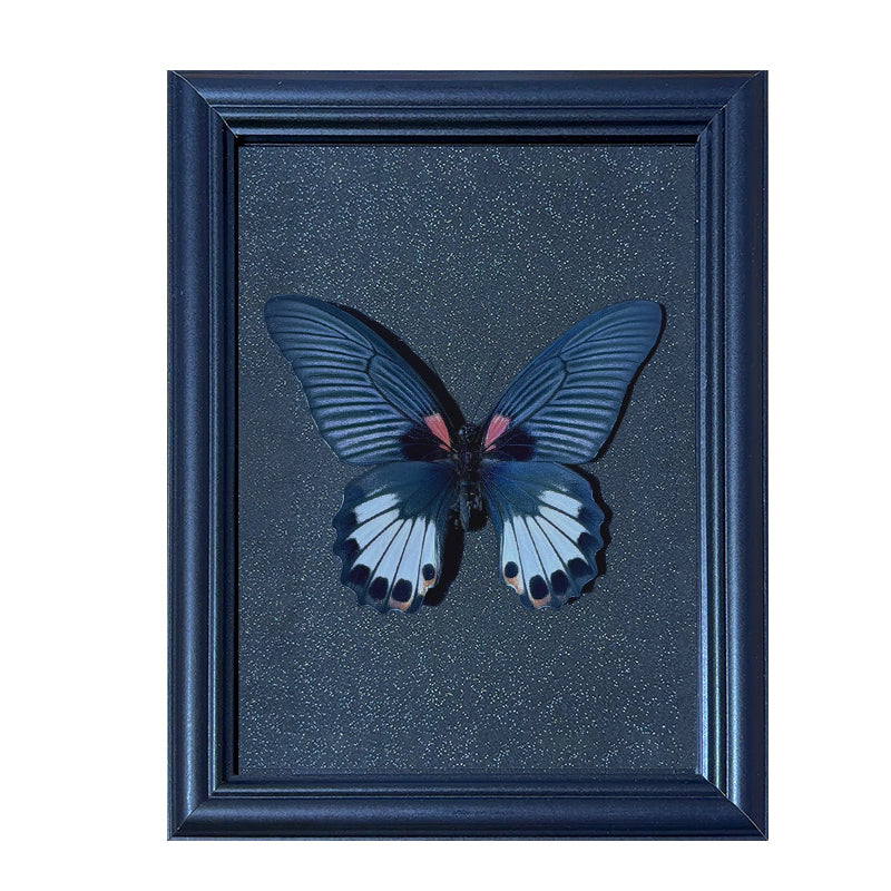 Papilio memnon female Handmade Butterfly Specimen Frame