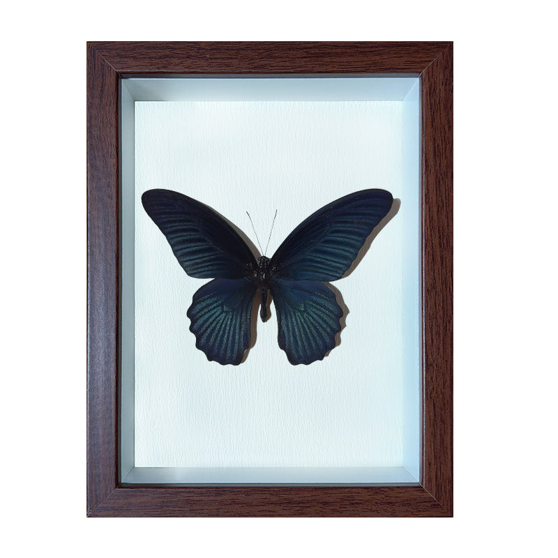 Papilio memnon male Handmade Butterfly Specimen Frame