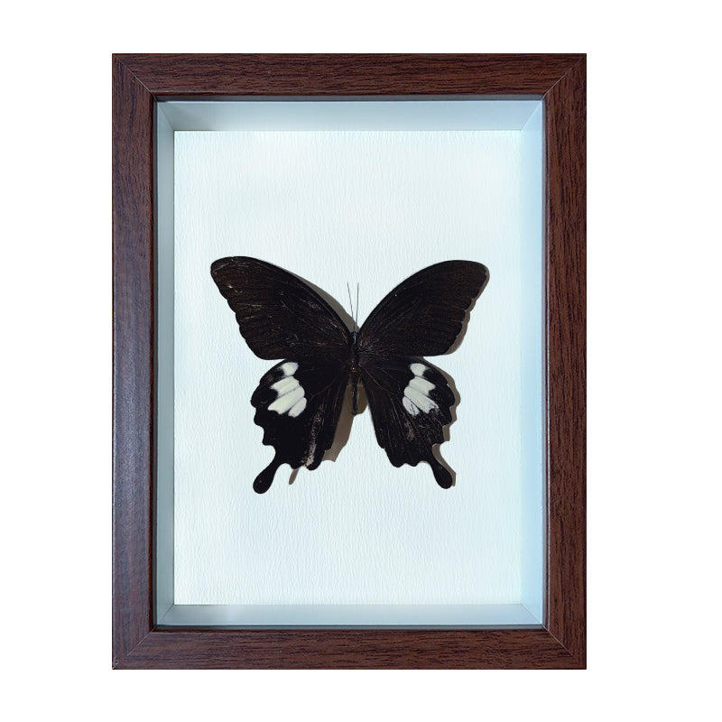 Papilio nephelus Handmade Butterfly Specimen Frame