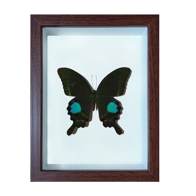 Papilio paris Handmade Butterfly Specimen Frame