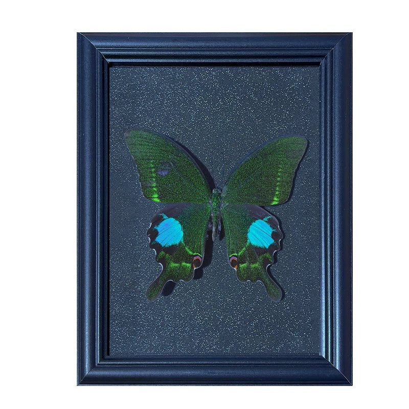 Papilio paris Handmade Butterfly Specimen Frame