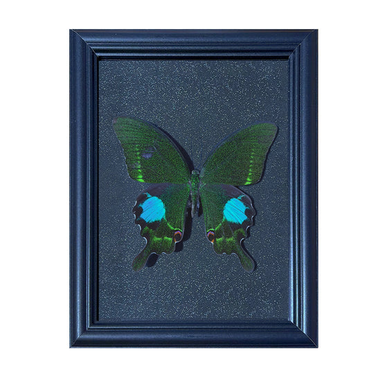 Papilio paris Handmade Butterfly Specimen Frame