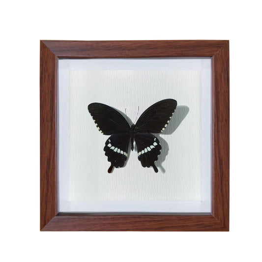 Papilio polytes Handmade Butterfly Specimen Frame