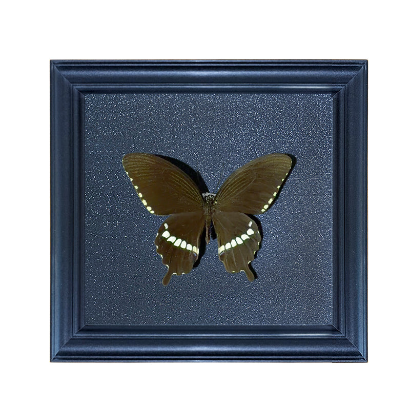 Papilio polytes Handmade Butterfly Specimen Frame