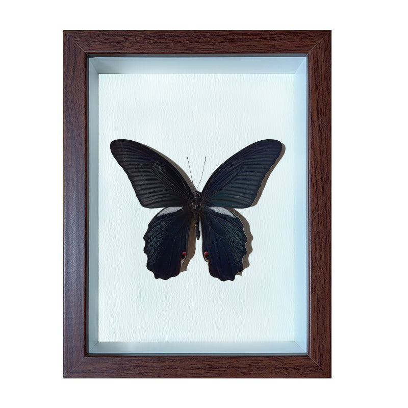 Papilio protenor Handmade Butterfly Specimen Frame