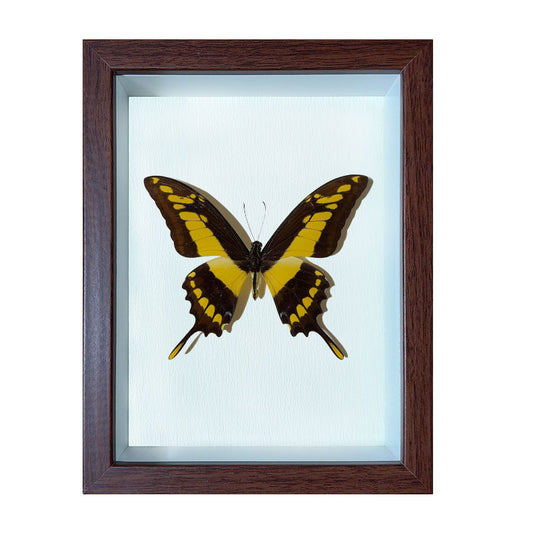 Papilio thoas Handmade Butterfly Specimen Frame