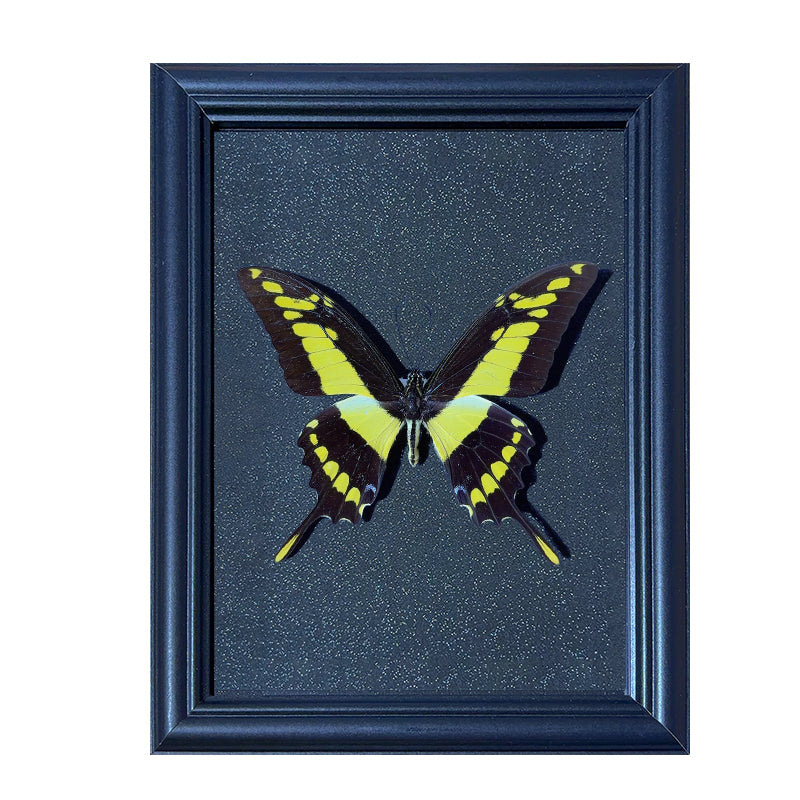 Papilio thoas Handmade Butterfly Specimen Frame